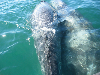 baleine et baleineau