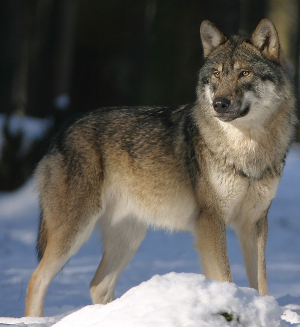 loup