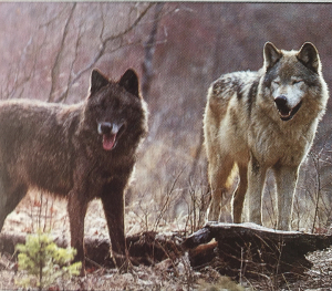 loup