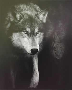 loup
