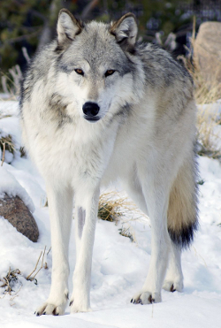loup
