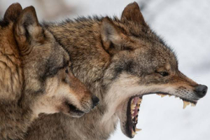 loup
