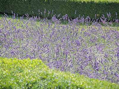 Jardin des Tuileries, dtail estival