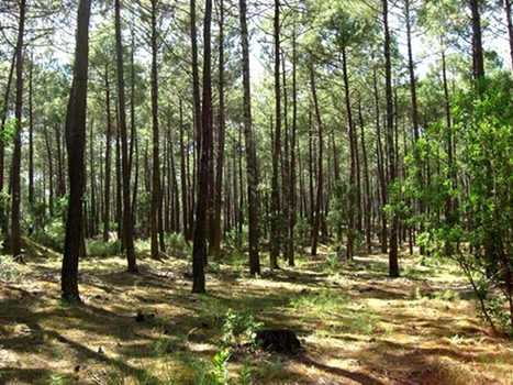 les landes, du ct de Mimizan