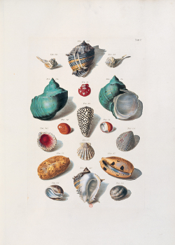 coquillages